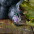 Royal Grapes Golddust