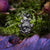 Paradise Nest