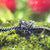 Raspberry Grasshopper